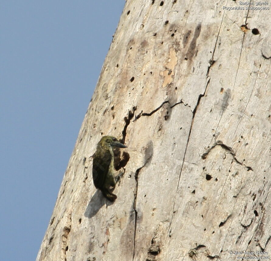 Speckled Tinkerbird