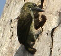 Speckled Tinkerbird