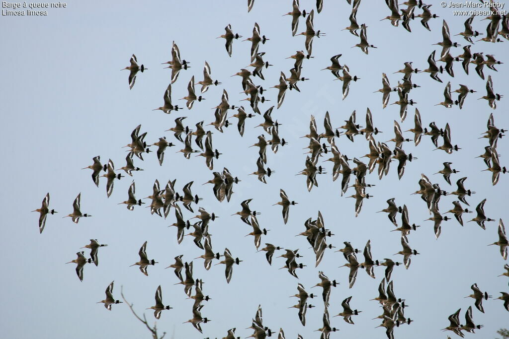 Black-tailed Godwit, Flight