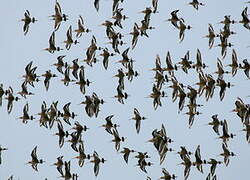 Black-tailed Godwit