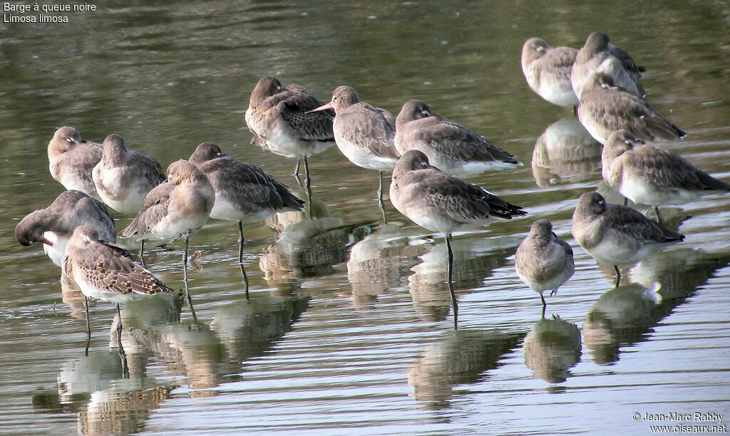 Black-tailed Godwit, identification