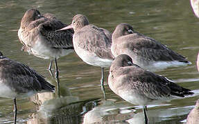 Black-tailed Godwit