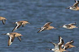 Black-tailed Godwit