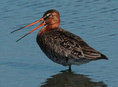 Black-tailed Godwit