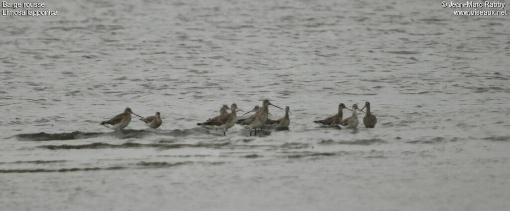 Bar-tailed Godwit, identification