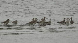 Bar-tailed Godwit