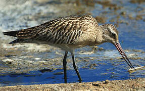 Bar-tailed Godwit