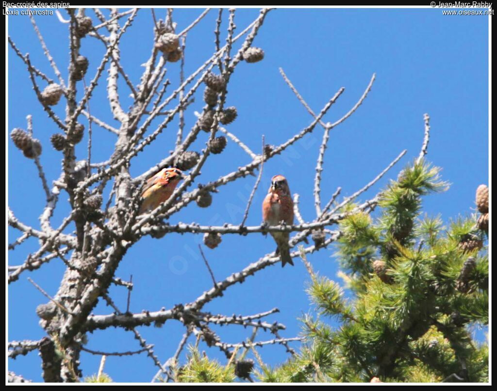 Red Crossbill