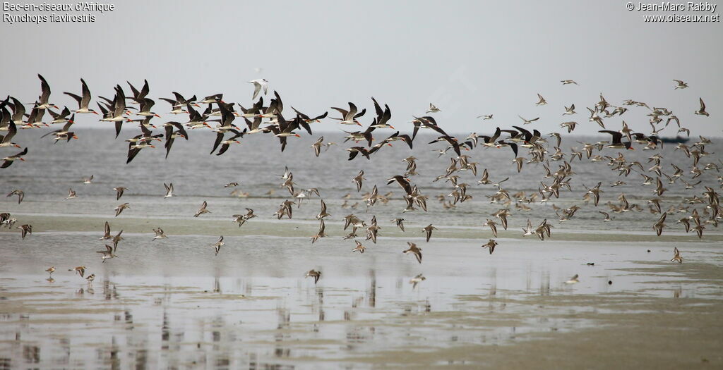 African Skimmer, Flight