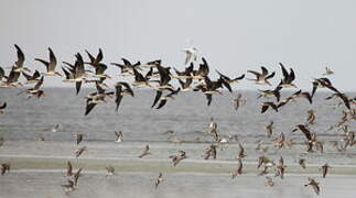 African Skimmer