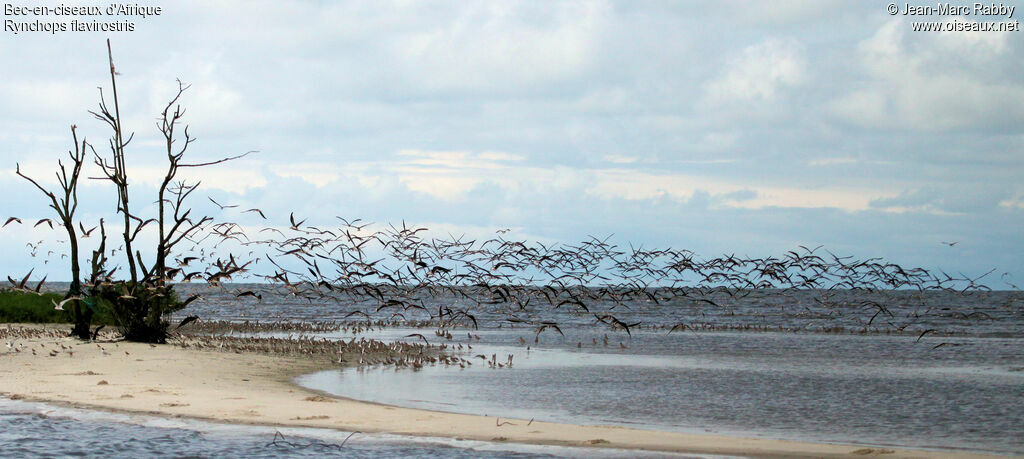 African Skimmer, Flight