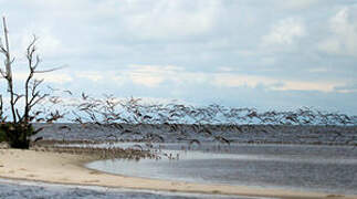 African Skimmer