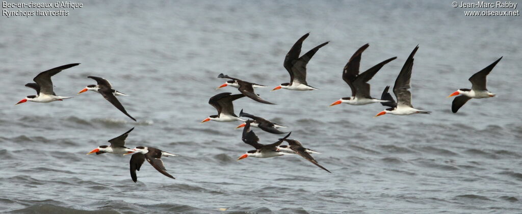 African Skimmer, Flight