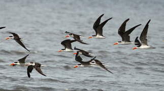 African Skimmer