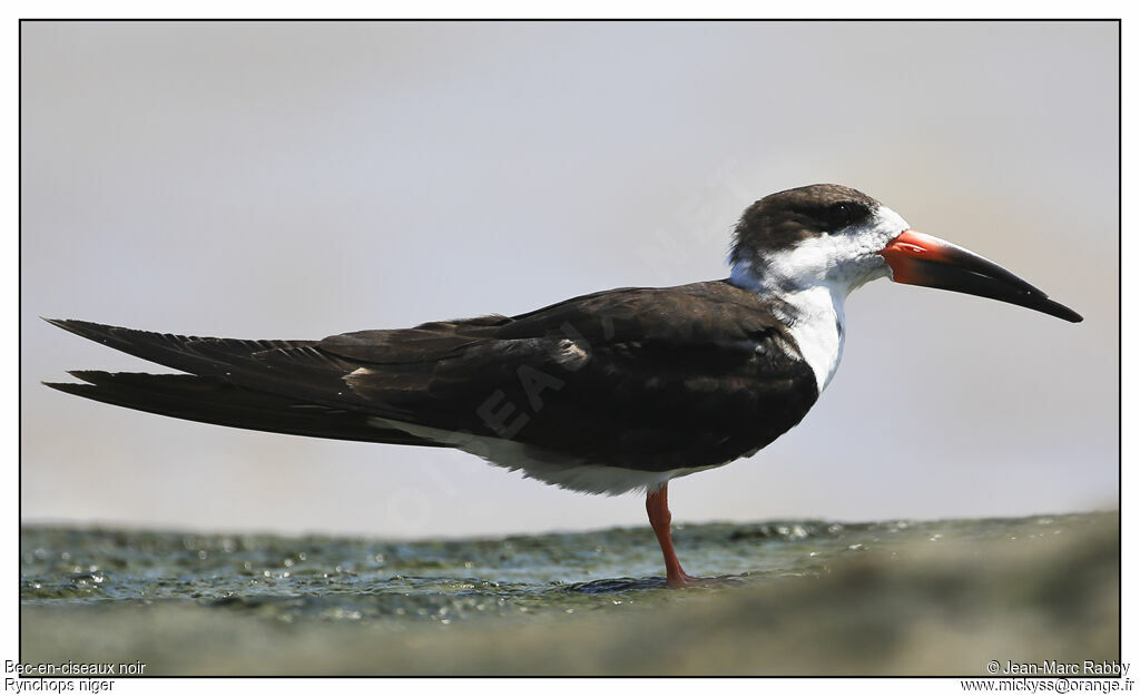 Black Skimmer, identification