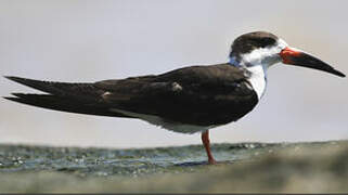 Black Skimmer