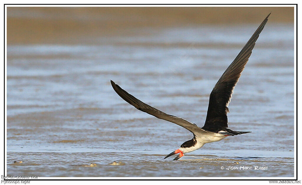 Black Skimmer, Flight