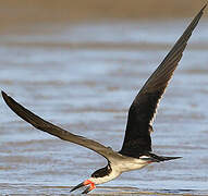 Black Skimmer