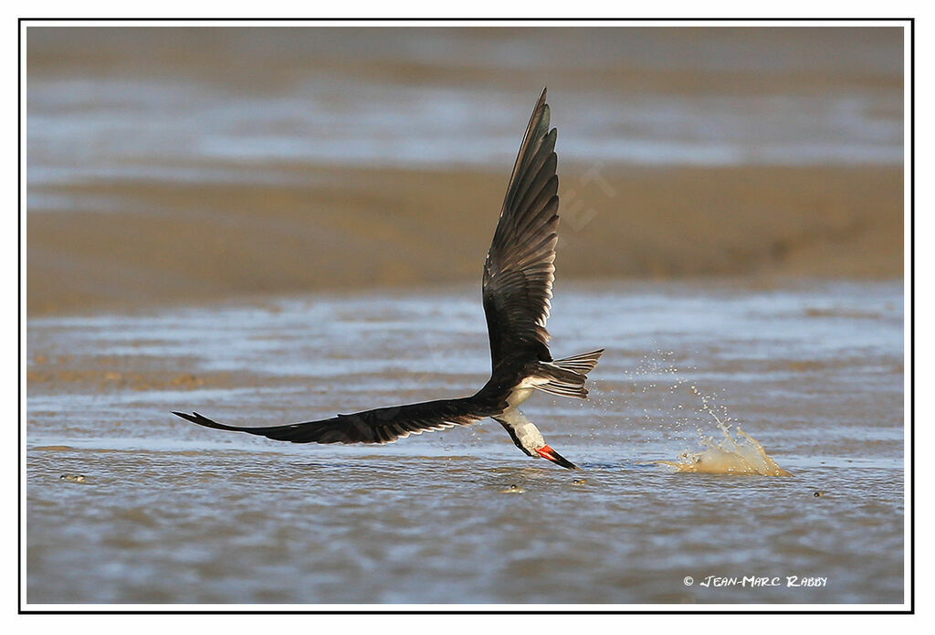 Black Skimmer, identification, Flight, Behaviour