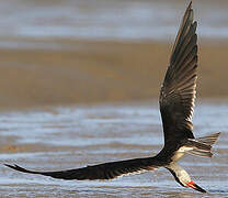 Black Skimmer