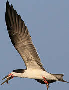 Black Skimmer