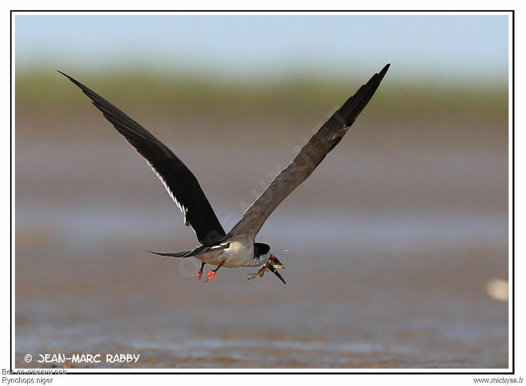 Black Skimmer, Flight