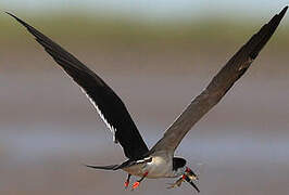 Black Skimmer