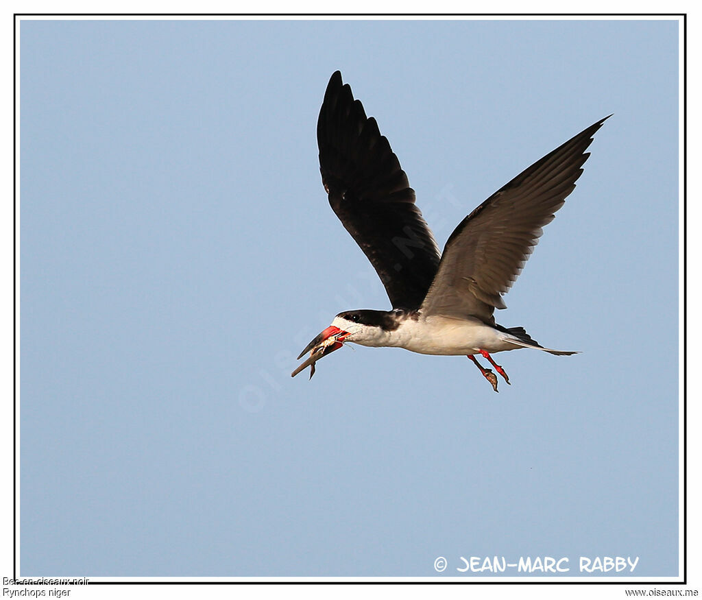 Black Skimmer, Flight