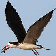 Black Skimmer