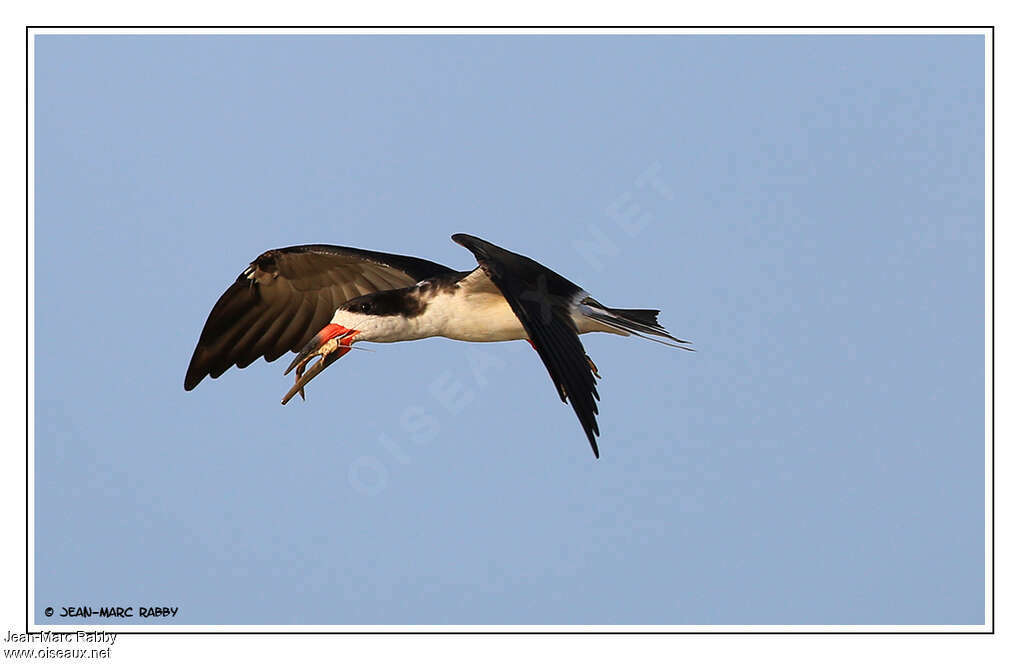 Black Skimmeradult, Flight, feeding habits