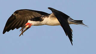 Black Skimmer