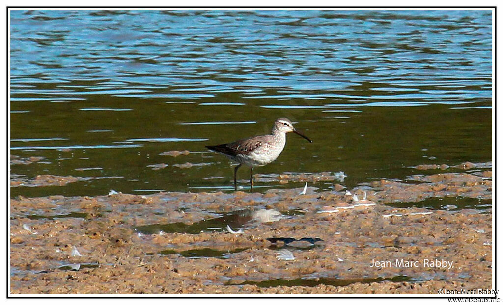 Bécasseau à échasses, identification