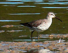 Stilt Sandpiper