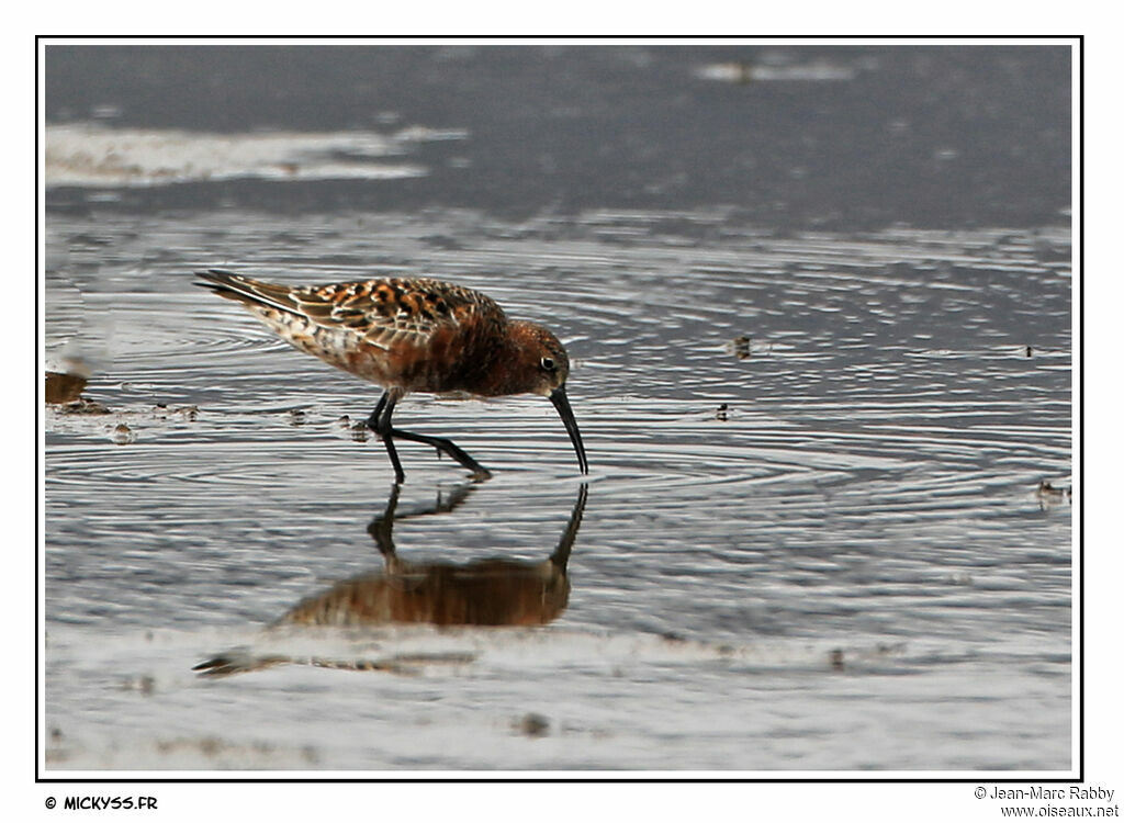 Curlew Sandpiper, identification