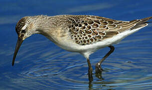 Curlew Sandpiper