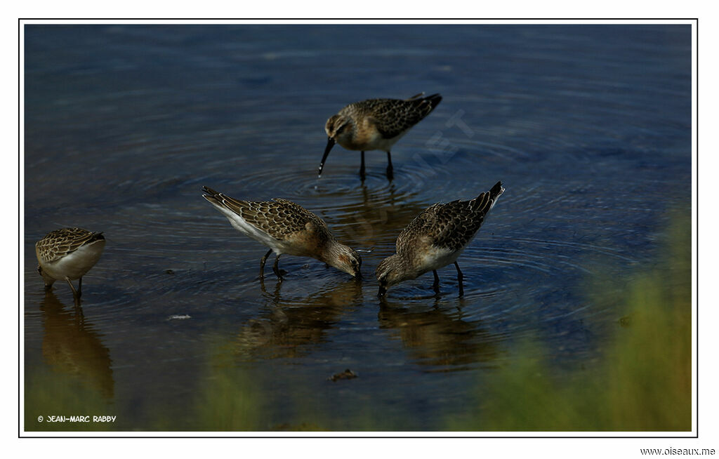 Curlew Sandpiper, identification