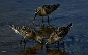 Curlew Sandpiper