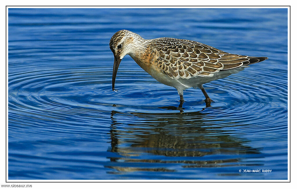 Curlew Sandpiper, identification