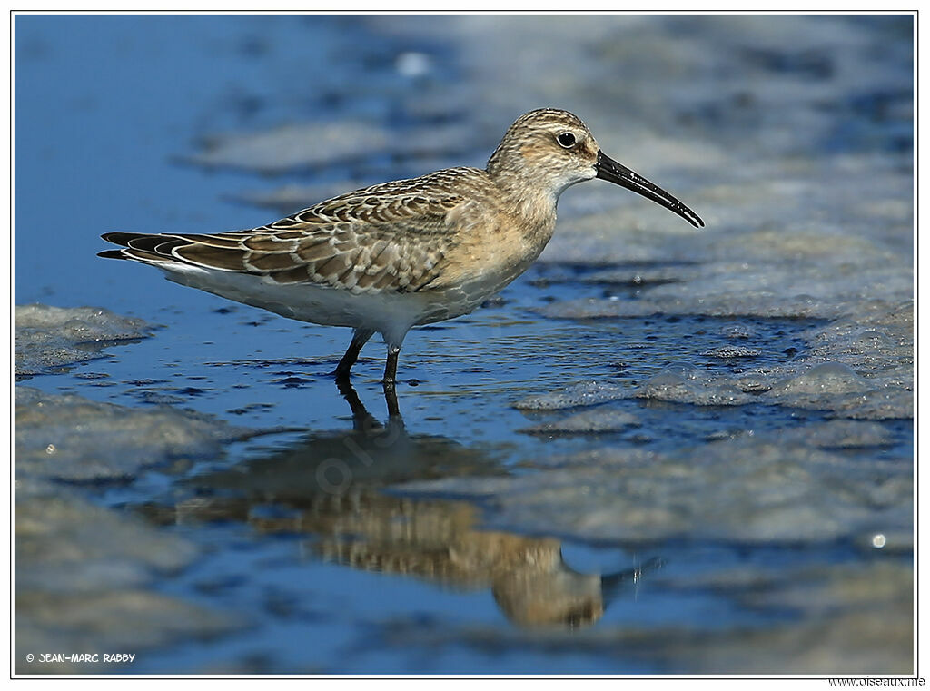 Curlew Sandpiper, identification