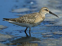 Curlew Sandpiper