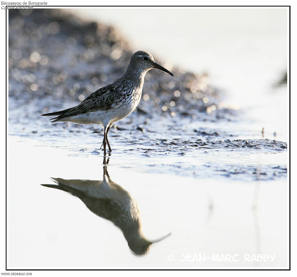 Bécasseau de Bonaparte, identification