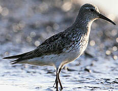 White-rumped Sandpiper