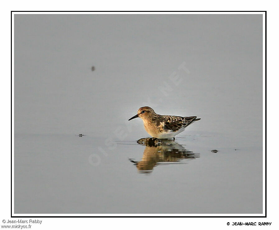 Bécasseau de Temminck, identification