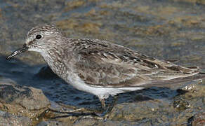 Temminck's Stint