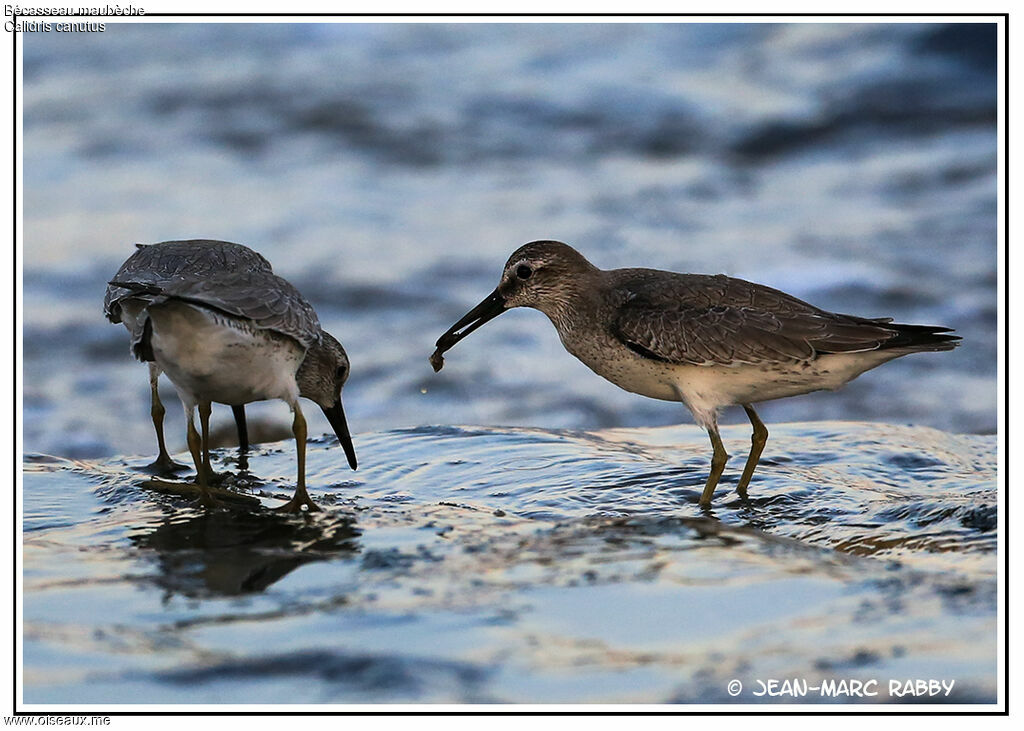 Bécasseau maubèche, identification