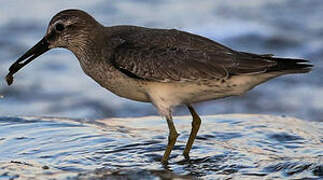 Red Knot