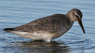 Red Knot