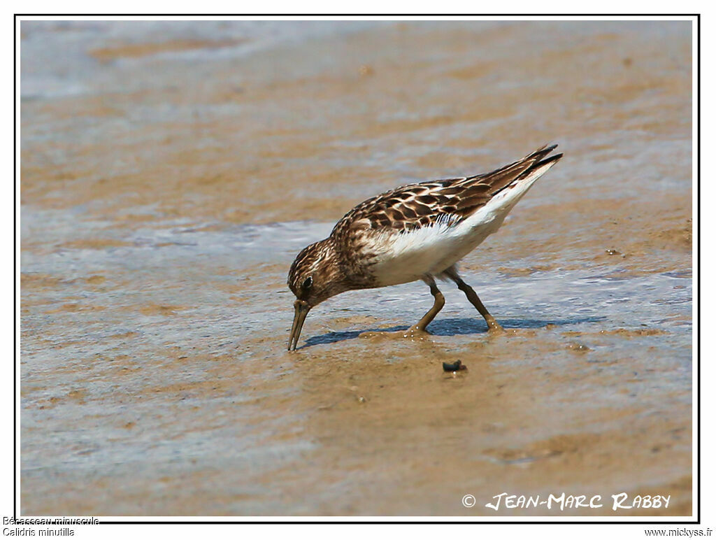 Least Sandpiper, identification