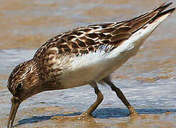 Least Sandpiper