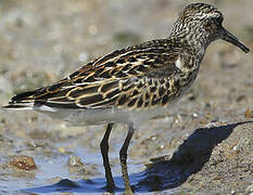 Least Sandpiper